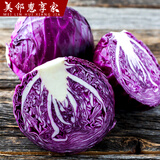 京地达山东新鲜紫甘蓝 净重4.5斤 单颗500g+ 源头直发包邮
