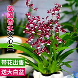 劉閣蘭花5色可选 水培梦香兰花苗带盆发货香水文心兰奶油味室内花卉盆栽草 泰国香水文心兰带2支花带大白盆