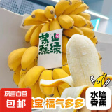 禁止蕉绿可食用绿植工位水养绿植宝宝蕉自然熟苹果蕉小米蕉 【带杆】9~ 10斤 带箱 送吊牌