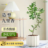 沭之美造型九里香盆栽花卉绿植室内客厅桌面植物办公室摆放树苗源头直发