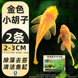 百纶木千黄金胡子鱼缸清洁鱼清理除藻鼠鱼吃清苔观赏鱼清道夫鱼黄金大帆鱼 高品质 2-3cm金色小胡子2条