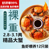 【活蟹】湖鲜阳澄 大闸蟹 去绳足重 2.8-3.1两 12只 鲜活六月黄现货超大螃蟹海鲜礼盒装