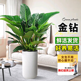 叹为观止大型植物发财树各种大颗盆栽开业乔迁客厅办公室内好养大型花卉 金钻【60-80厘米】 含盆