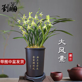 劉閣蘭花兰花建兰大凤素浓香花卉盆栽 5-8苗带4花配黑色清风圆盆源头直发