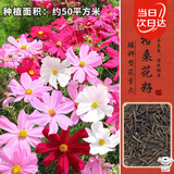 寿禾 格桑花种子精品波斯菊矮杆四季花卉籽 矮韵格桑花种子(矮秆)半斤
