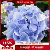 虹越（HONGYUE）绣球花盆栽苗150#大花系列花色丰富阳台庭院绣球花卉 【大花绣球】“赛博朋克”150#