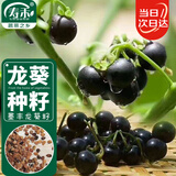 寿禾 黑悠悠种子苗龙葵葡萄葵果种籽食用 潍育墨丰野葡萄种子5000粒