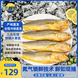 三都港【冰鲜】三去野驯黄花鱼1100g/2条 大黄鱼 深海鱼 源头直发
