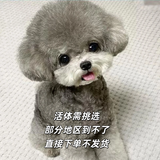 嘉瑰泰迪幼犬灰泰迪纯种泰迪狗活犬宠物狗狗活体贵宾犬茶杯犬 宠物级 灰色 公