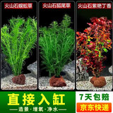 疯狂水草（FKSC）真水草鱼缸造景套餐净化水质懒人鱼缸水草植物直接入缸蜈蚣草 【火山石】水草组合一3棵装