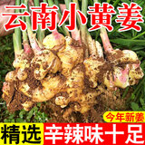 云南小黄姜 现挖生姜 自种老姜鲜姜 罗平生姜 新鲜蔬菜 火锅食材 小黄姜 带箱3斤（优选装）