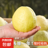 奶油白心红心芭乐 新鲜软糯低卡低热量轻食首先水果 2斤带箱（白心）