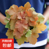 矾根花苗室外植物盆栽大苗耐寒庭院观叶组合草花小苗地栽绿植花卉 南舒 110#大苗 不含盆