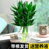绿有意观音竹富贵竹水培植物带根花卉绿植绿萝室内盆栽转运竹子水养好养 观音竹3棵（龙蛋玻璃瓶）+营养液