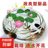 四季混色碗莲入水即活鱼缸庭院盆景易种水生小荷花睡莲绿植 碗莲种子/包约5粒 3包