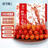 今锦上麻辣小龙虾3斤 4-6钱 净虾1.5斤 中号25-33只