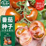 寿禾番茄种子苗大果西红柿绿果肩菜种籽 潍育番茄梦草莓番茄种子180粒