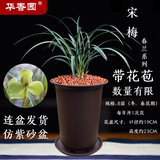 华香园春兰老八种【宋梅】兰花苗浓香型养兰入门室内耐阴绿植花卉 宋梅8苗带盆(棕色盆)带花苞