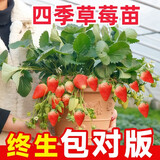 草莓苗四季奶油草莓苗种植盆栽阳台庭院地栽当年结果南方北方种植 四季草莓 【特别推荐4盆装】