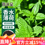 花沃里香水薄荷种子500粒/包花卉种子四季花种家庭盆栽土阳台庭院种