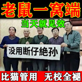 老鼠特傚药三步到一闻就死一窝端神器室内外强效驱鼠灭鼠喷雾剂 单瓶体验装