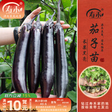 寿禾 蔬菜苗活苗带土发货大全菜苗种苗春夏各种秧苗山东寿光苗子阳台 黑豹长茄苗12棵