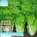 寿禾油菜种子矮脚上海青梗菜蔬菜小白菜快菜夏秋寿光蔬种籽四季青菜 寿禾奶油快菜种子约800粒