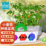 IAM City Farmer小番茄DIY幼儿园盆栽阳台种植绿植种子儿童小盆植物观察作业10102