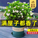 开时果 茉莉花盆栽浓香型 桌面绿植物阳台花卉树苗盆景摆件源头直发包邮 精品茉莉花5-10株【加仑盆】