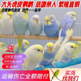 万宠汇 鸟活体虎皮鹦鹉笼养牡丹玄风活鸟学说话手养小太阳鹦鹉宠物鹦鹉 随机大头金彩鹦鹉2只公母可备注