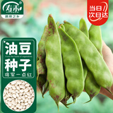 寿禾 油豆角种子苗东北宽芸豆蔬菜种籽 潍育将军一点红油豆种子50粒