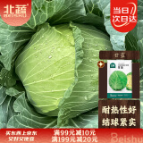 北蔬 甘蓝种子苗卷心菜包菜圆白菜大头菜四季蔬菜种籽 甘蓝种子500粒
