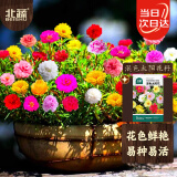 北蔬 太阳花种子苗重瓣混色大花四季种花卉籽 混色太阳花种子约10万粒