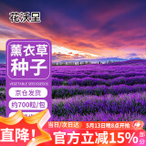 花沃里薰衣草种子1g约700粒花卉种子家庭盆栽种籽阳台/办公室/庭院草籽