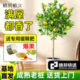 植男植女发财树招钱树天堂鸟金钱树幸福树白掌大绿植室内办公室客厅绿植 【柠檬树】1.6-1.8M送爆果缓释肥 白色圆柱形双层树脂盆