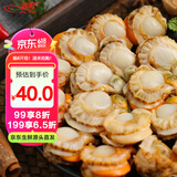 初鲜大号冷冻带黄扇贝肉2斤约80-120颗烧烤火锅食材海鲜水产端午聚餐