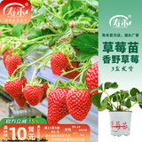 寿禾草莓苗带土发货大苗寿禾苗场四季带盆栽好夏秋批发奶油秧苗 香野草莓苗3盆+肥料