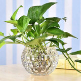 弗莱文茨创意绿萝水培植物透明玻璃花瓶家用客厅装饰品水养插花器皿摆件 圆点003 大号