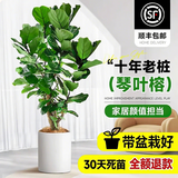 叹为观止 大型盆栽 单杆辫子发财树天堂鸟绿萝散尾葵办公室内开业乔迁礼品 老桩琴叶榕1.6-1.8米【圆柱盆】 含盆