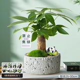 绿荫巷子发财树盆栽室内桌面创意绿植招财树文竹室内文竹旺宅送礼礼物 单杆发财树【白岩石盆】熊猫+苔藓卡牌