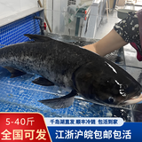 棠鲜生正宗千岛湖胖头鱼整条活鱼淡水鲢鳙大头鱼5-40斤包活到家送礼 20斤活鱼