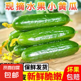 新鲜水果黄瓜现摘现发早餐减肥生吃无刺小黄瓜当季新鲜蔬菜即食 水果黄瓜 3斤 带箱