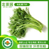 北菜园有机蒿子秆茼蒿250g新鲜有机蔬菜【进店多样加购】火锅涮菜