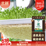 北蔬 水培蔬菜种子豌豆芽苗菜无土栽培四季种 红玉豌豆芽苗菜种子500g