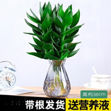 绿有意观音竹富贵竹水培植物带根花卉绿植绿萝室内盆栽转运竹子水养好养 观音竹3棵（蓝钻石玻璃）+营养液