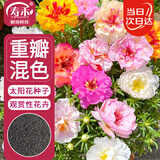 寿禾 重瓣太阳花种子苗混色大花四季播花种籽 重瓣太阳花种子约8000粒
