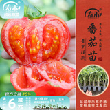 寿禾 蔬菜苗活苗带土发货大全菜苗种苗春夏各种秧苗山东寿光苗子阳台 [水果番茄型]普罗旺斯番茄苗6棵