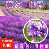 薰衣草种子狭叶普罗旺斯花种四季种庭院香草阳台花籽盆栽种孑 薰衣草种子/包约500粒 3包