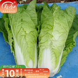 寿禾油菜种子矮脚上海青梗菜蔬菜小白菜快菜夏秋寿光蔬种籽四季青菜 寿禾奶油快菜种子10gx2包