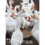 鹅活苗幼苗小鹅仔三花鹅四季鹅产蛋鹅皖西大白鹅杂交鹅活体 皖西白鹅苗/长18-20斤 请拍6只